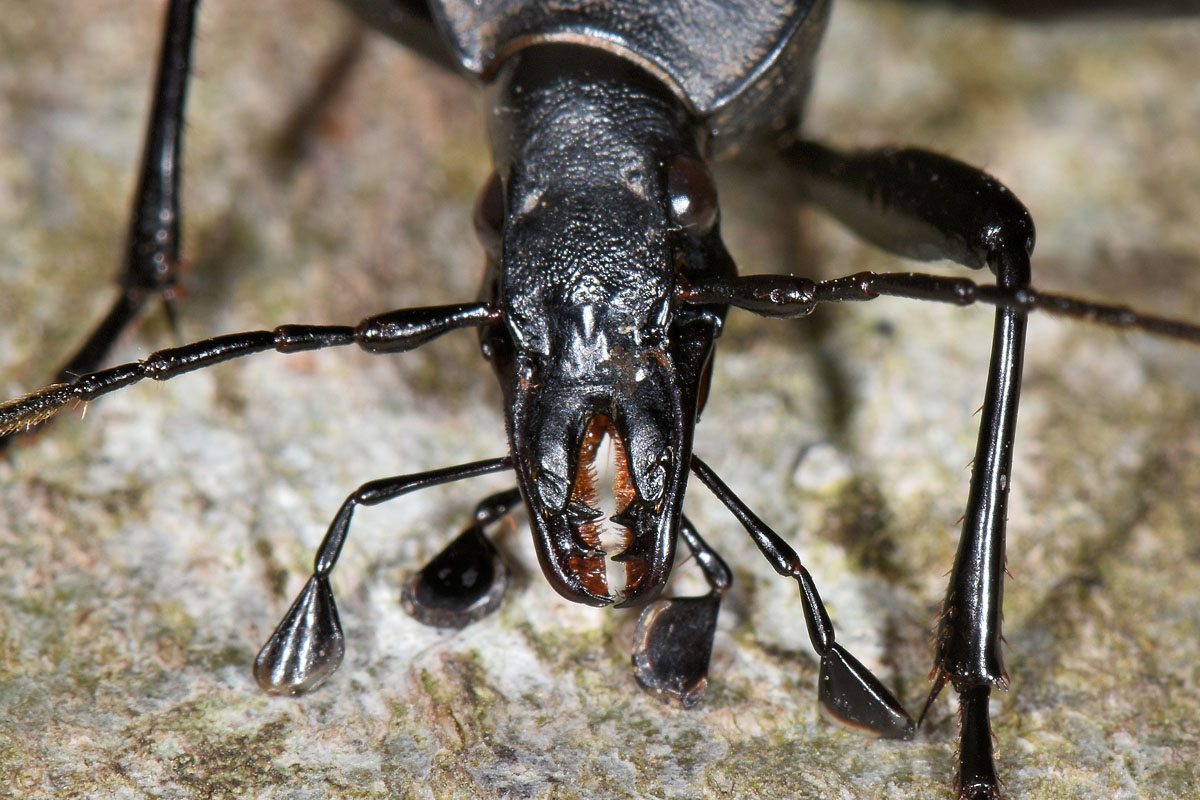Carabidae: Cychrus italicus? S !